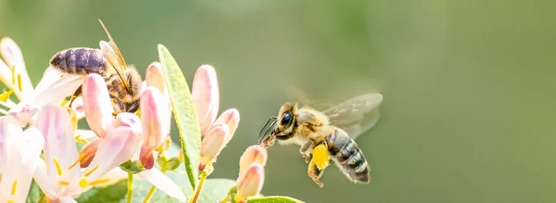 Chiêm ngưỡng con ong lấy mật tự nhiên đầy màu sắc