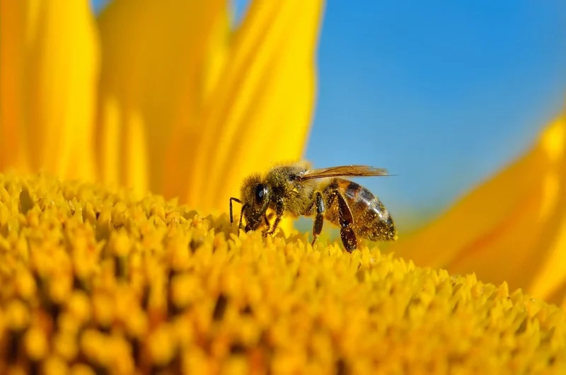 Thưởng thức vẻ đẹp con ong lấy mật thiên nhiên sống động