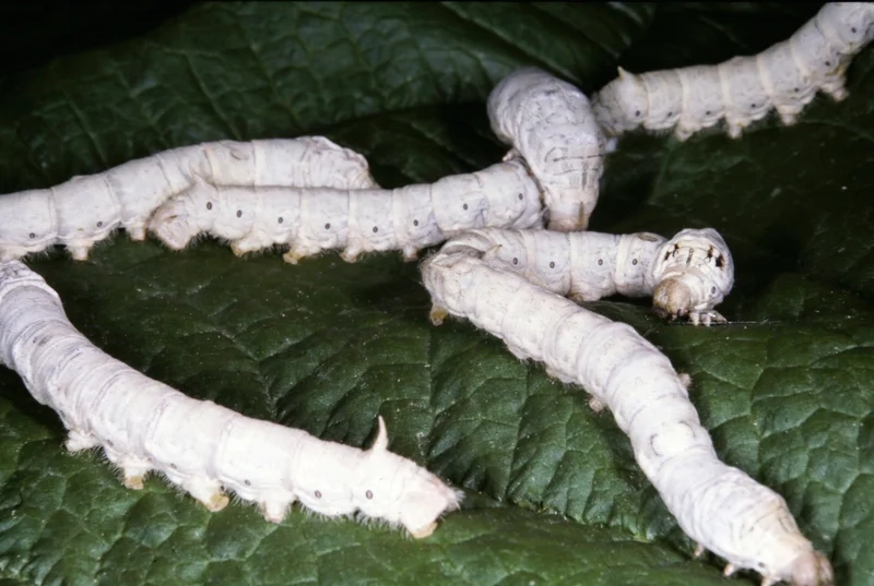 Tìm hiểu con tằm sinh học và cấu tạo độc đáo