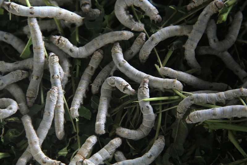 Hòa mình vào con tằm nền thiên nhiên yên bình