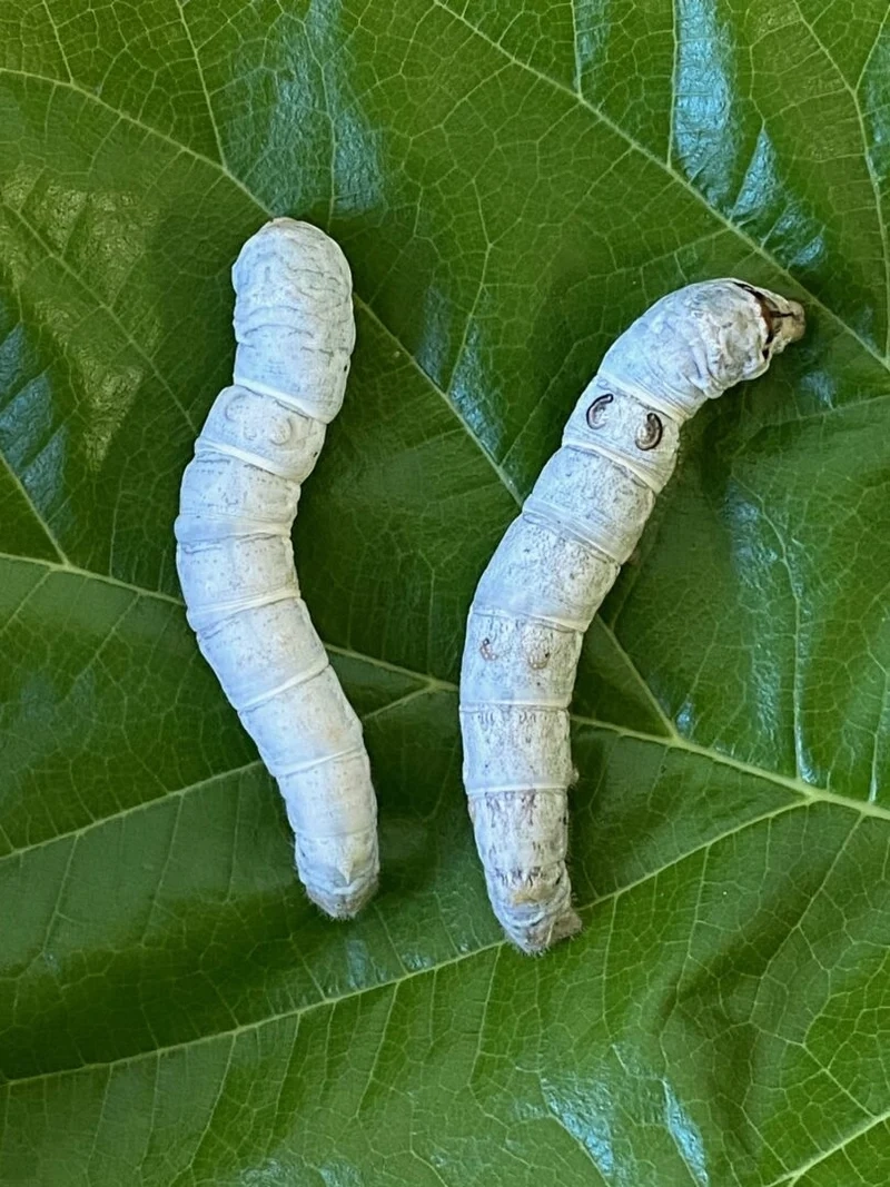 Đặc điểm nổi bật tạo nên hành trình con tằm