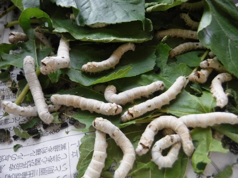 Hiểu rõ vai trò con tằm hệ sinh thái đa dạng