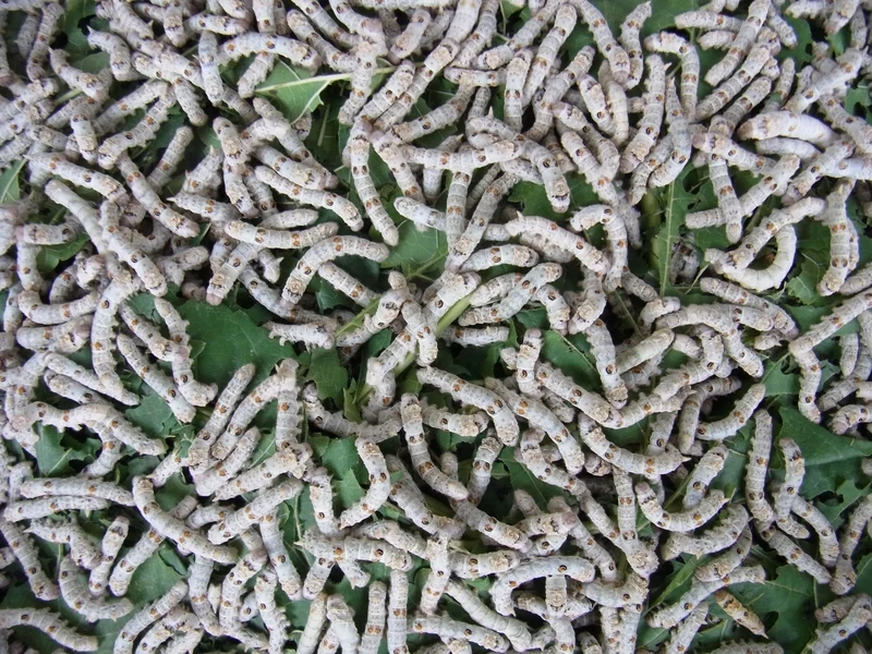 Ngắm con tằm thiên nhiên rực rỡ giữa lá xanh