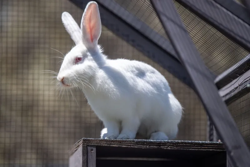 Những mẫu thỏ trắng hoạt hình vui nhộn