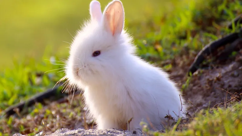 Những chú thỏ trắng dễ thương nô đùa