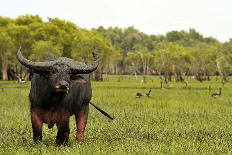 Thiết kế chuồng nuôi trâu tiêu chuẩn