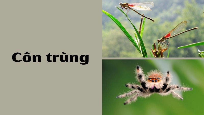 Vẻ đẹp kỳ diệu của thế giới côn trùng