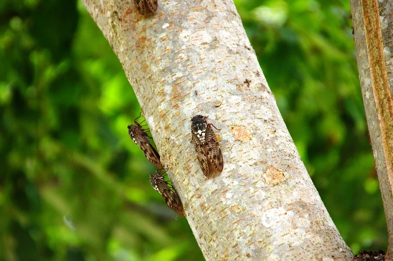 Hình ảnh sắc nét và sống động là con ve sầu hình ảnh rõ