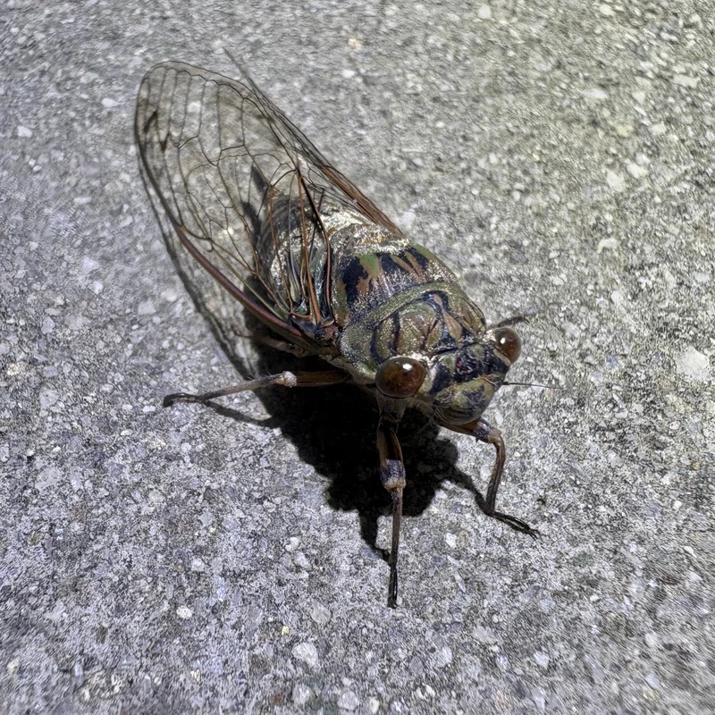 Trang trí màn hình với con ve sầu làm hình nền