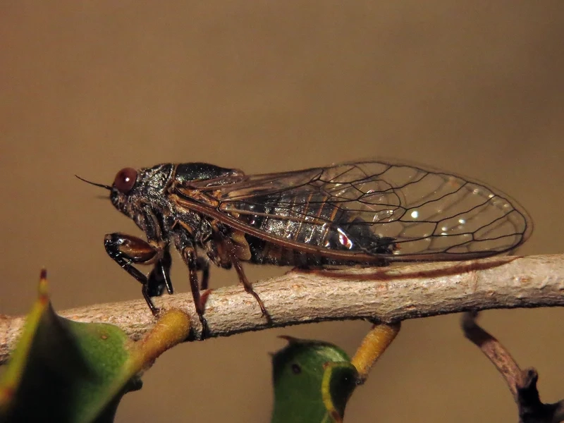 Vai trò quan trọng trong tự nhiên là con ve sầu hệ sinh thái