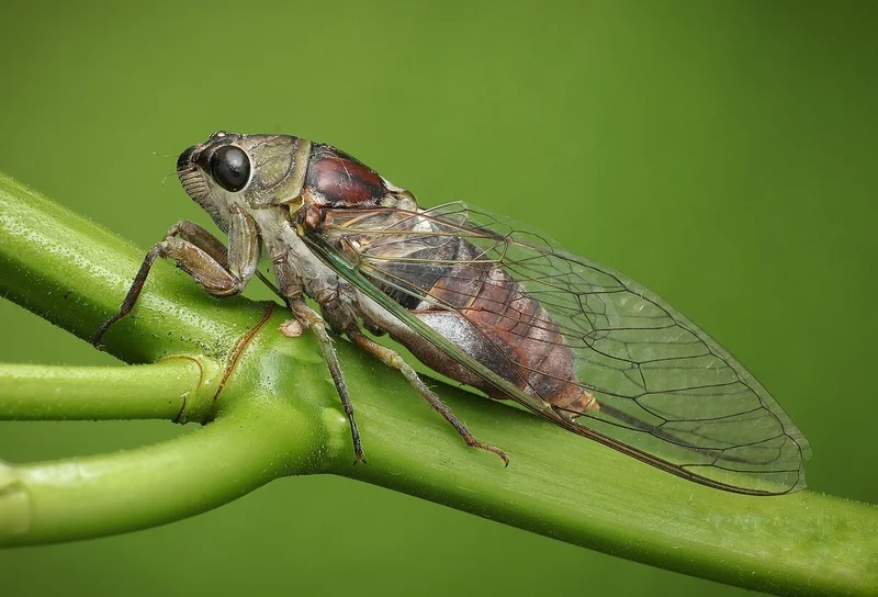 Thay đổi kỳ diệu nhờ con ve sầu lột xác