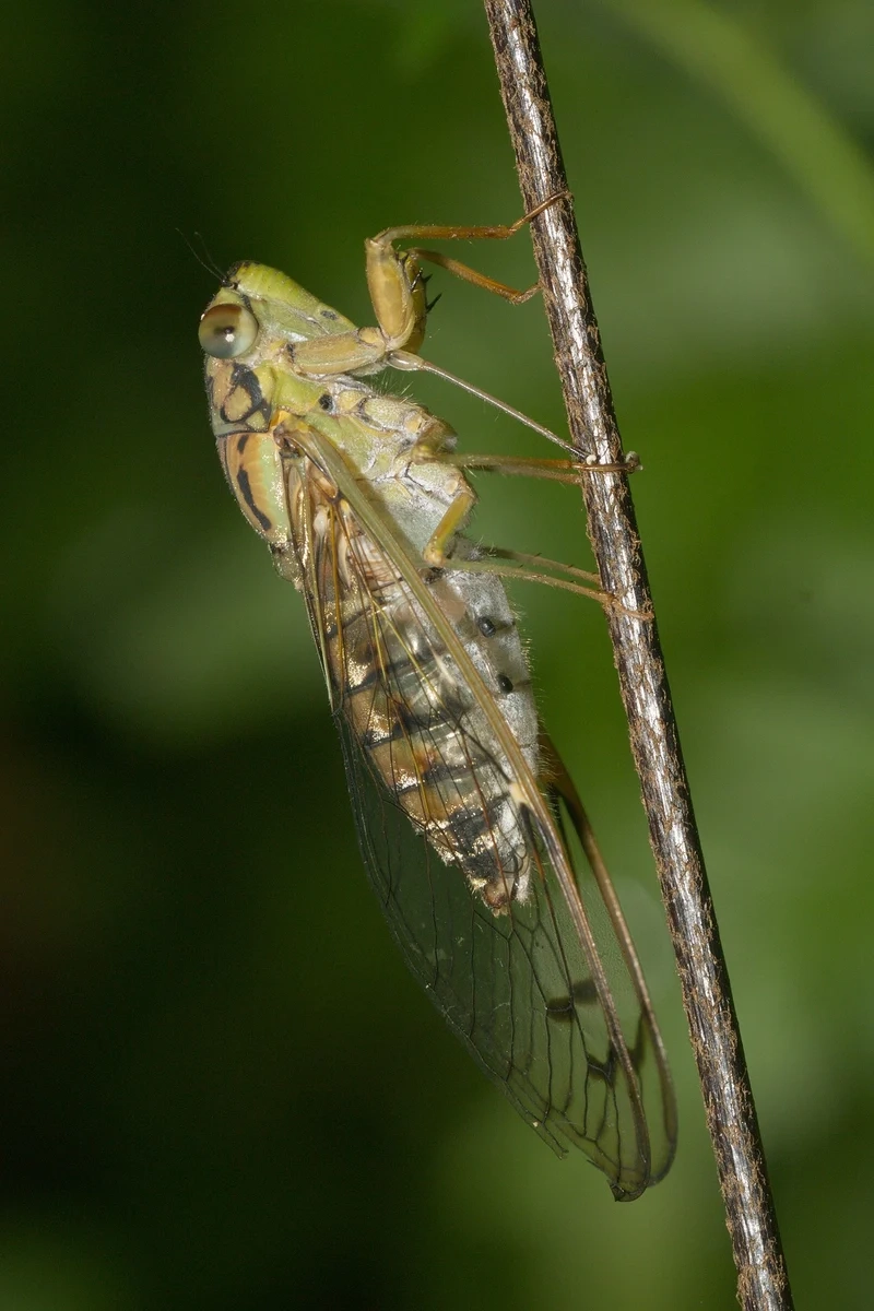 Trải nghiệm vẻ đẹp thuần khiết của con ve sầu tự nhiên