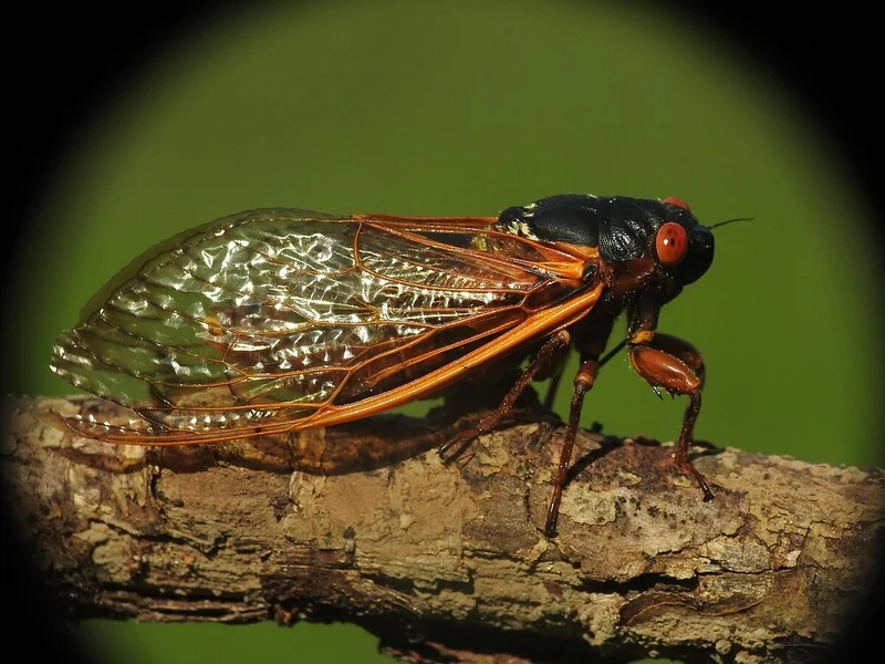 Ngắm cánh mỏng tinh tế của con ve sầu cánh mỏng