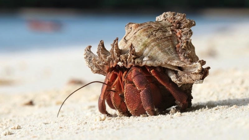 Cua ẩn sĩ là con gì sinh vật mượn vỏ để sống