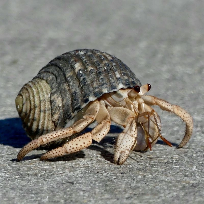 Kích thước cua ẩn sĩ thay đổi theo từng loài