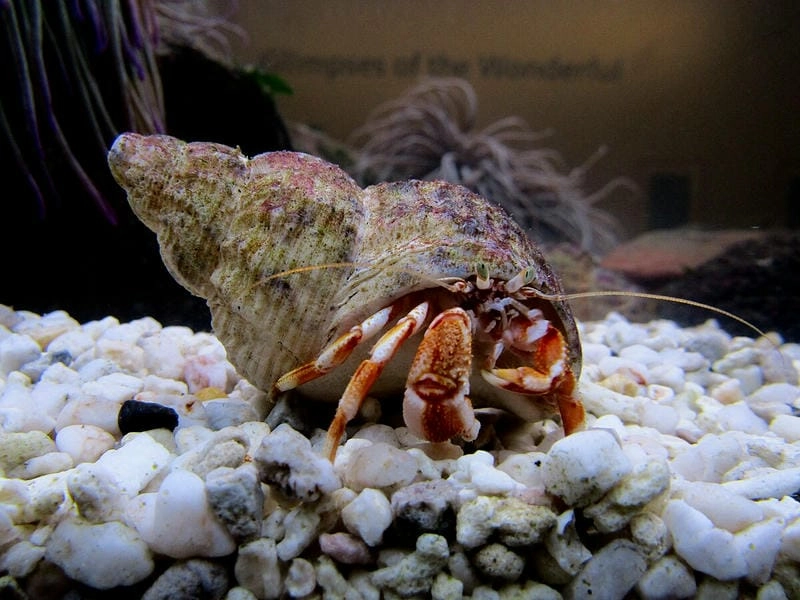 Cua ẩn sĩ biển xuất hiện nhiều ở vùng ven bờ