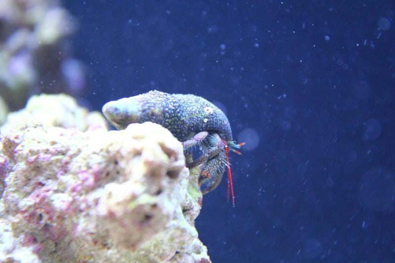 Cua ẩn sĩ tiếng anh là hermit crab phổ biến