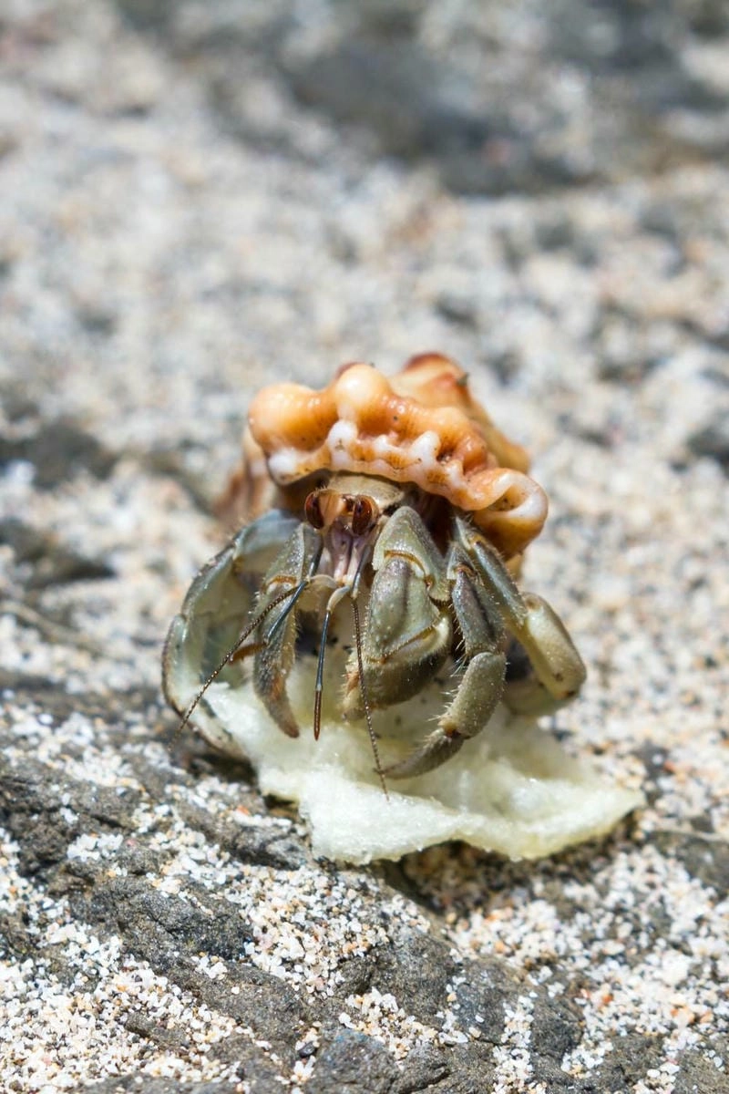 Cấu tạo cua ẩn sĩ bất đối xứng do mượn vỏ