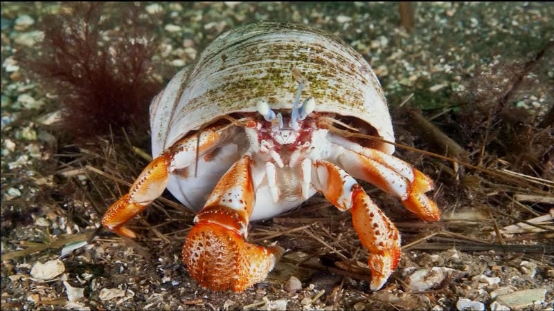 Hình ảnh cua ẩn sĩ ghi lại khoảnh khắc thú vị