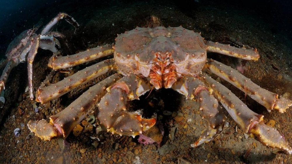 Vỏ cua hoàng đế dày và cứng bảo vệ cơ thể trước các loài thiên địch