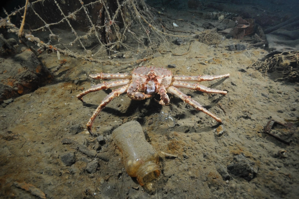 Cua hoàng đế đóng hộp giữ nguyên độ tươi ngon và màu sắc tự nhiên