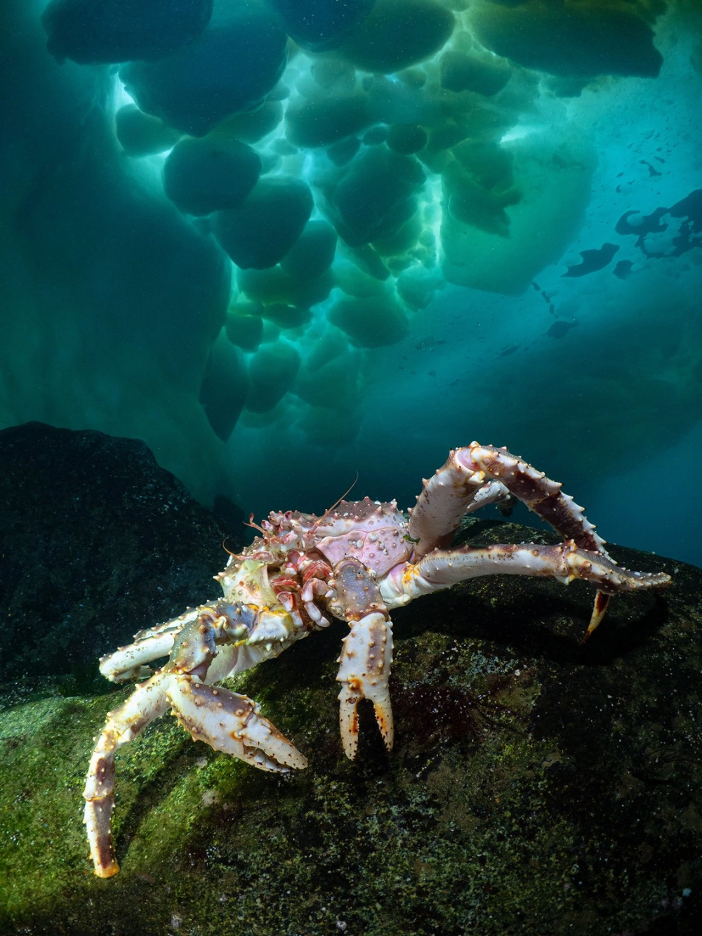 Hình ảnh món ăn từ cua hoàng đế được trang trí theo phong cách cao cấp