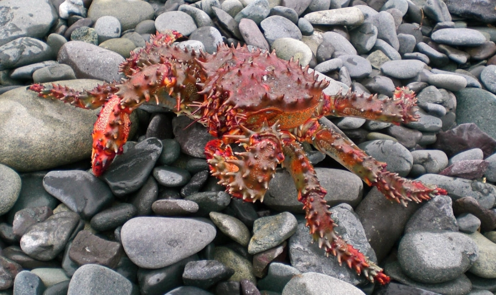 Cua hoàng đế dưới biển sâu đang tìm kiếm thức ăn trong kẽ đá