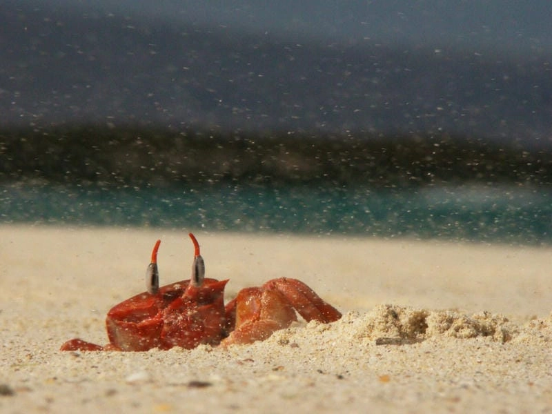 Con cua ma có dáng nhỏ di chuyển rất nhanh