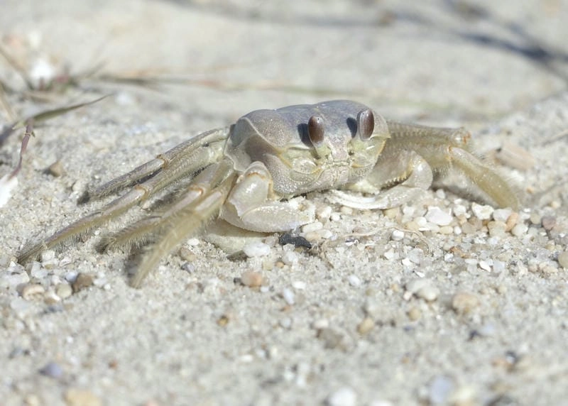 Cua ma là gì khiến nhiều người tò mò khám phá