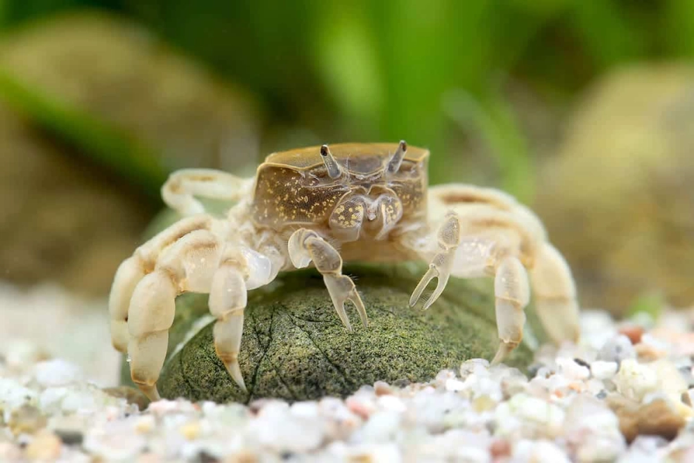 Cua ma sống ở đâu chủ yếu vùng cát ven biển