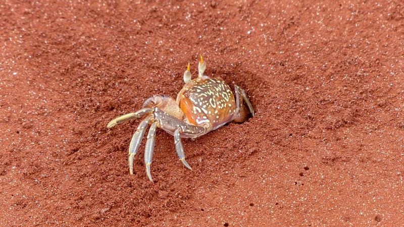 Cua ma tiếng anh được gọi là ghost crab