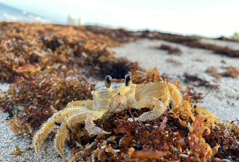 Sinh sản cua ma diễn ra theo mùa biển