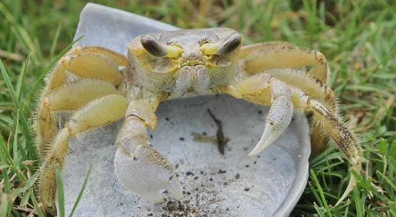 Cua ma chạy nhanh khiến người xem thích thú