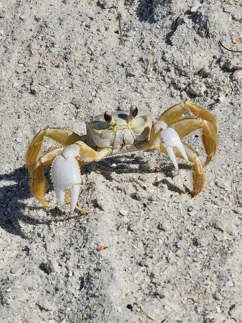 Hang cua ma thường đào sâu trong cát