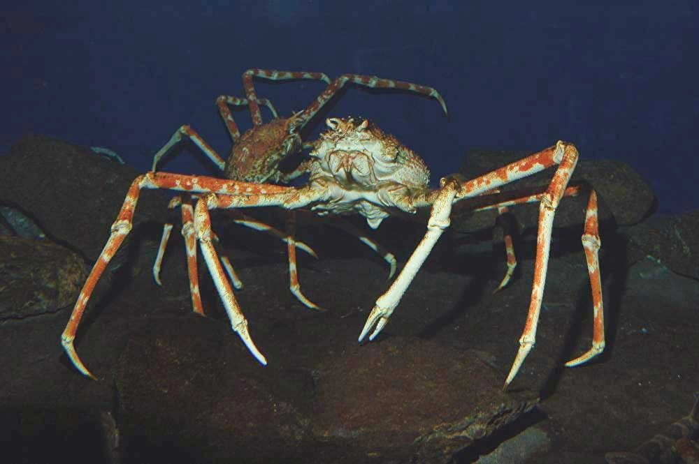 Kích thước cua nhện khiến ai cũng bất ngờ