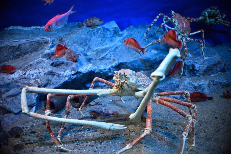 Cua nhện sống ở đâu trong lòng biển