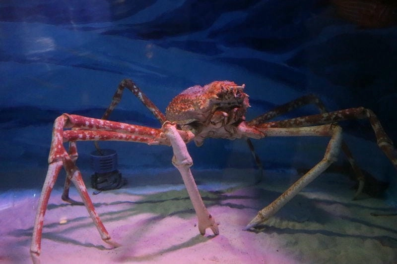 Hình ảnh cua nhện chân dài ấn tượng