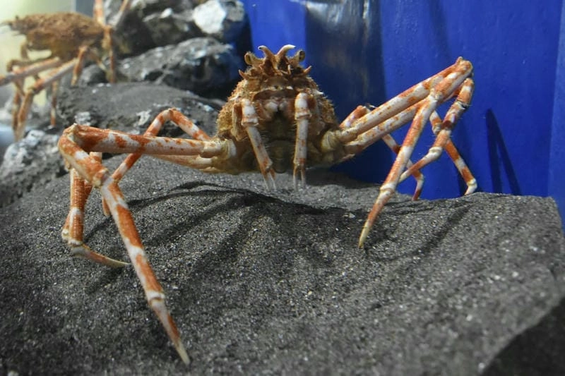 Hình nền cua nhện độc đáo cho người yêu biển