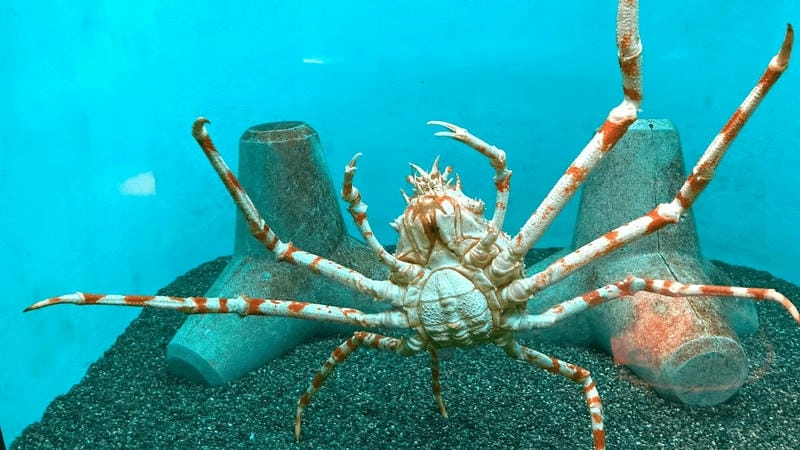 Sải chân cua nhện dài đáng kinh ngạc