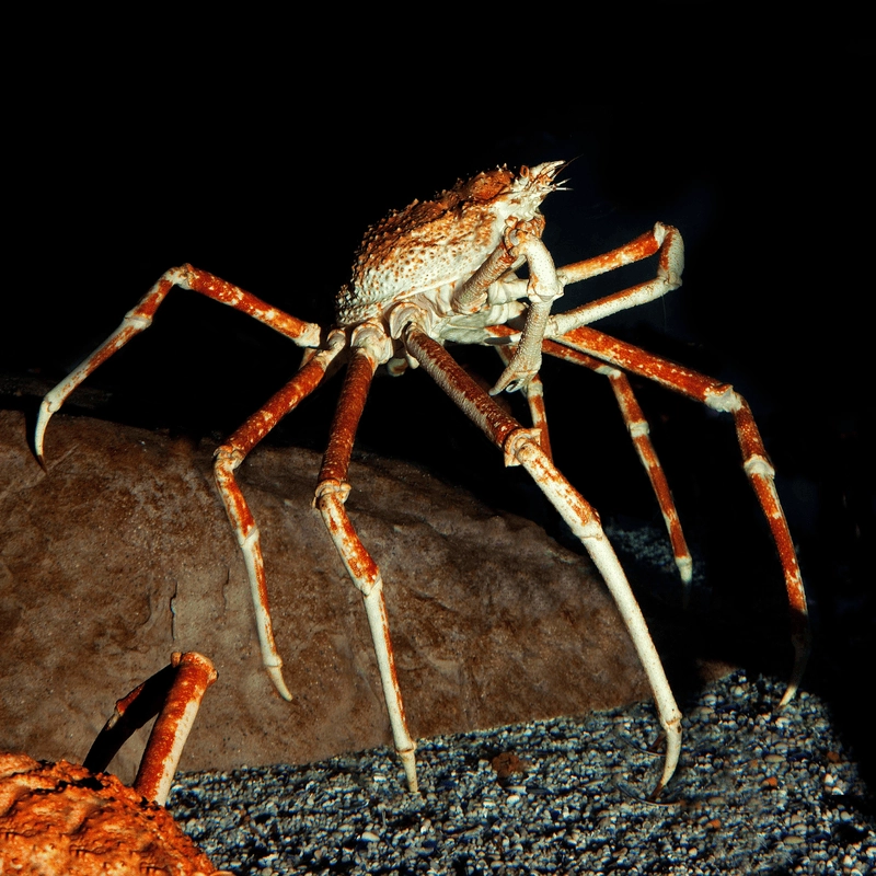 Tuổi thọ cua nhện thuộc nhóm cao hiếm thấy