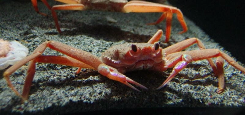 Cua tuyết nổi bật với vẻ ngoài độc đáo 