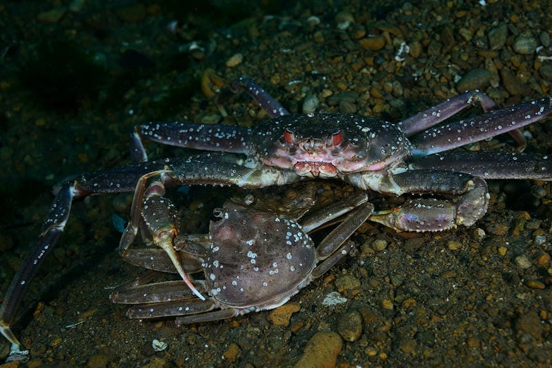 Nguồn gốc cua tuyết gắn liền đại dương băng giá