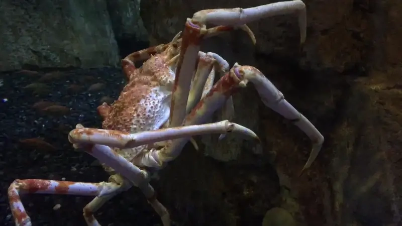 Cua tuyết tiếng anh là snow crab trong ẩm thực