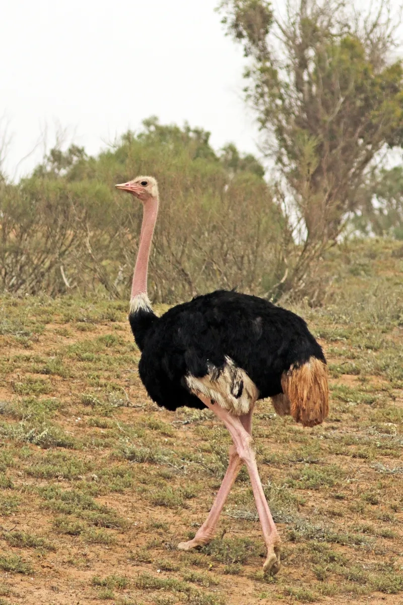 Cập nhật bảng giá đà điểu giống