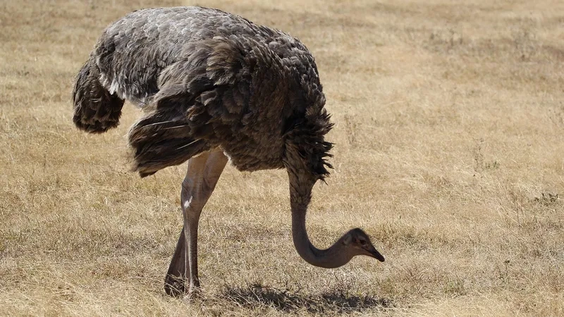 Công dụng tuyệt vời của lông đà điểu