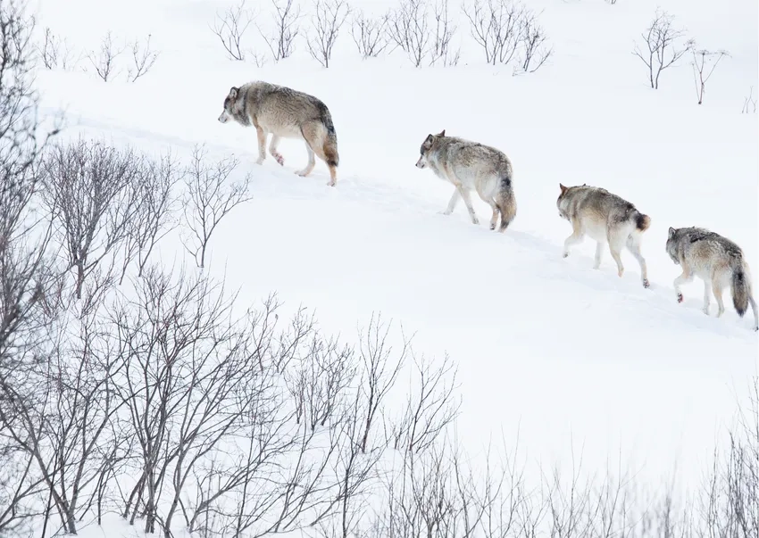 Sói đỏ hoang dã ảnh rực rỡ trong ánh hoàng hôn