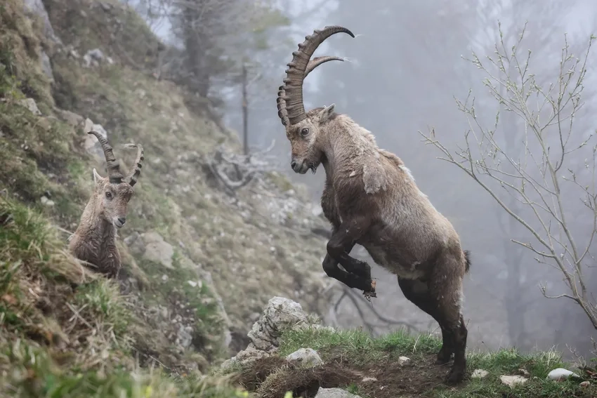 Dê núi hoang dã sinh sống nơi núi đá hiểm trở