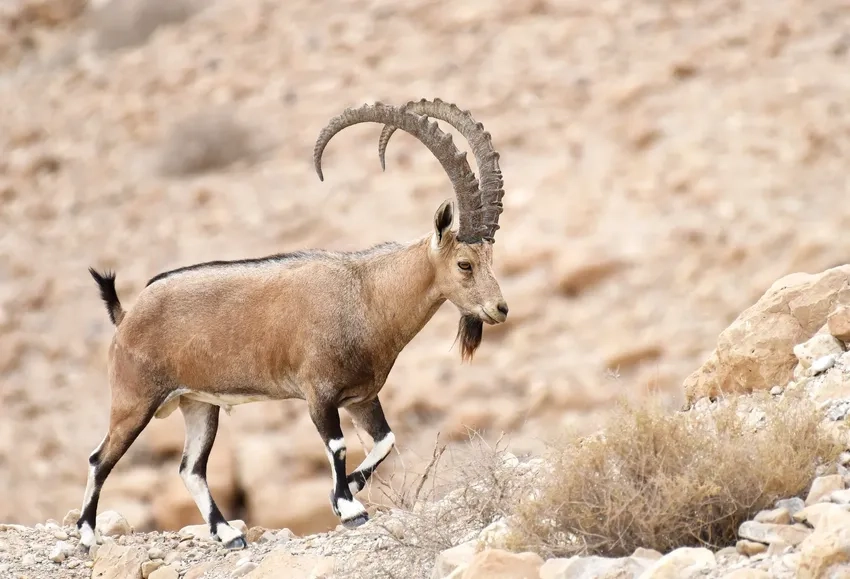 Dê núi núi đá quen thuộc địa hình cheo leo