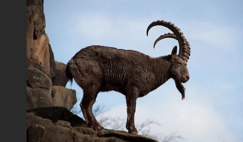 Ảnh dê núi trên đá cho thấy khả năng cân bằng