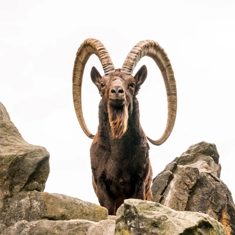 Đời sống loài dê núi hoang dã